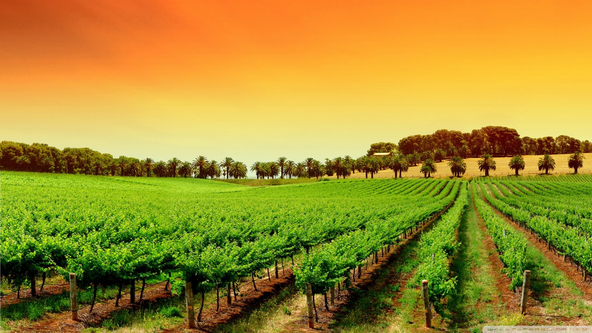 风景,落日余晖,晚霞,田野,儿童桌面专用