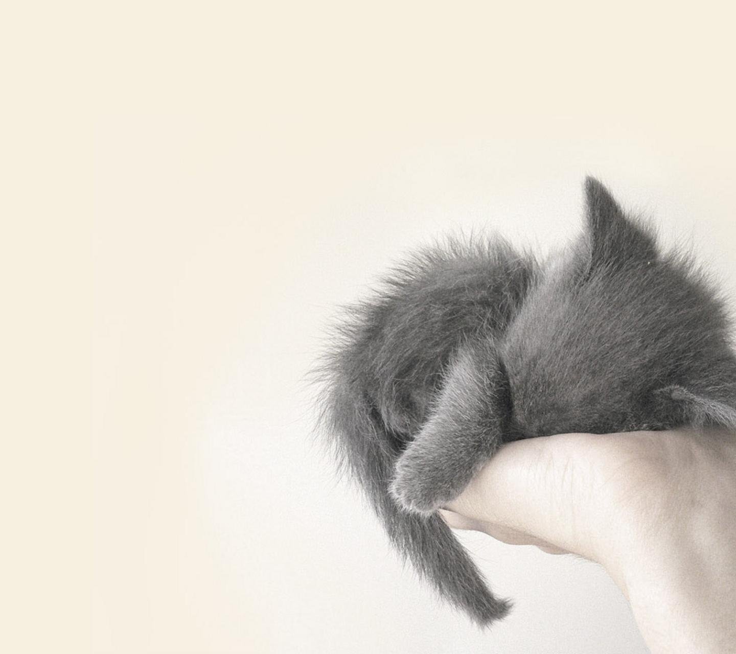 萌宠,喵星人,可爱,睡觉,儿童桌面专用