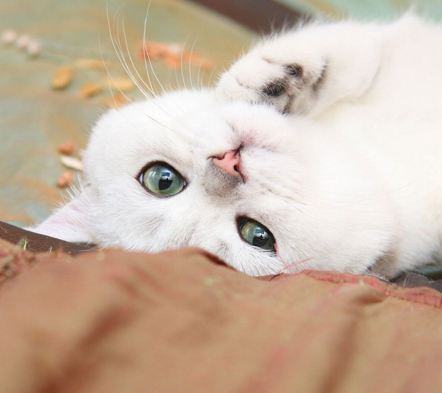 萌宠,喵星人,猫咪,儿童桌面专用