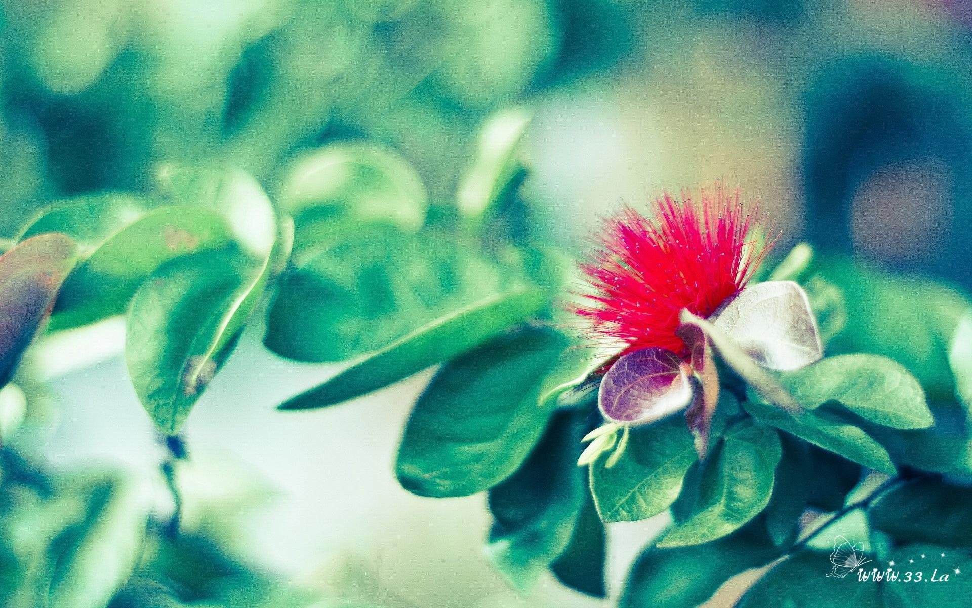 小清新,植物,清新,绿叶,绿植,花朵,鲜艳,嫩绿,儿童桌面专用