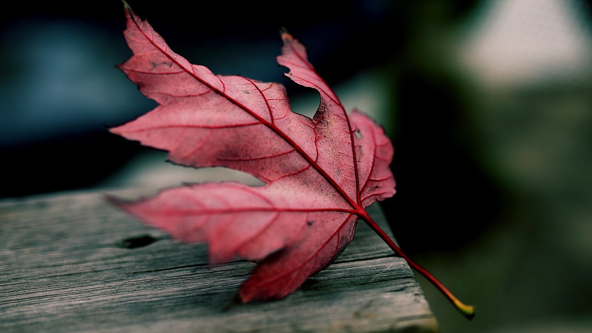 小清新,红叶,落叶,秋天