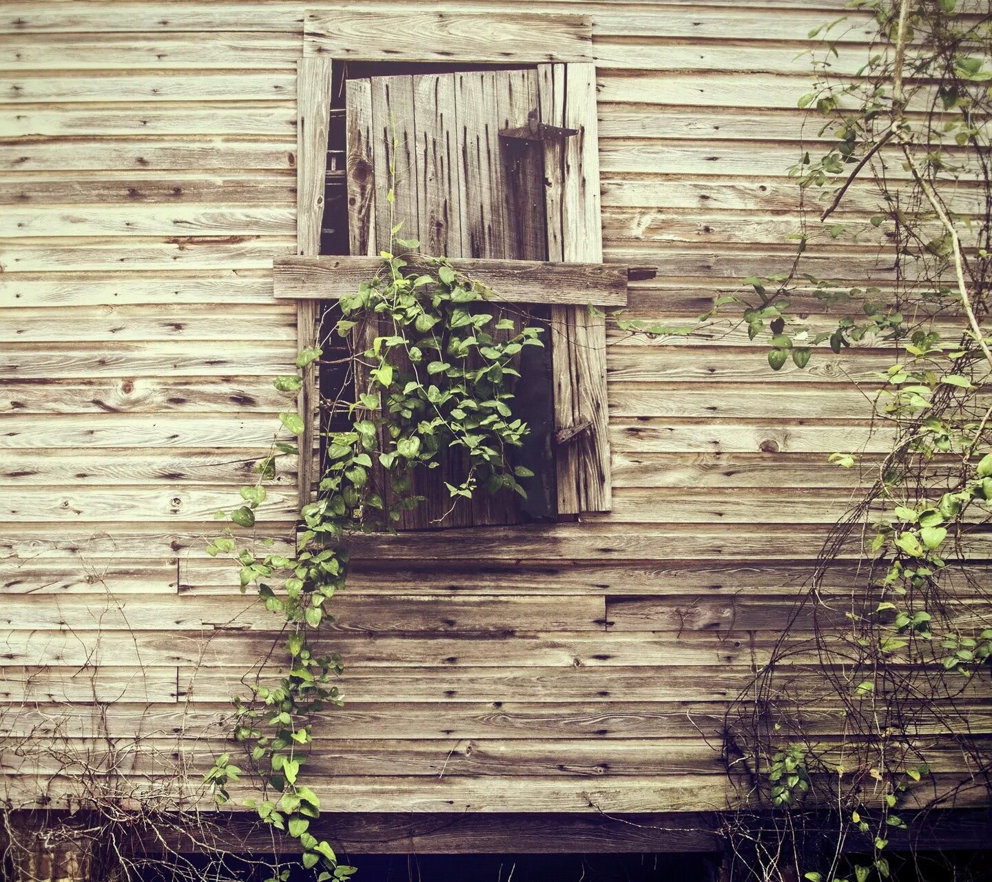 小清新,清新,植物,窗台