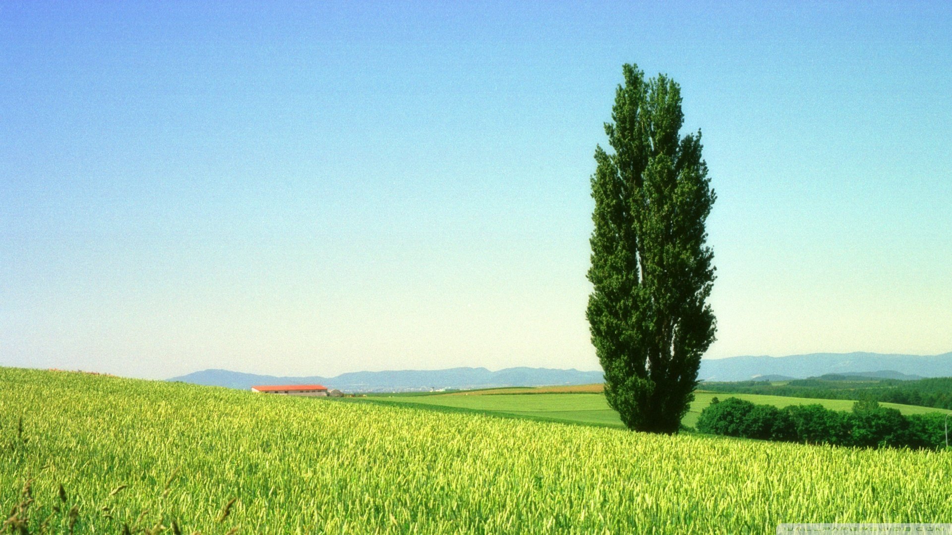 风景,简约,清新,自然,儿童桌面专用
