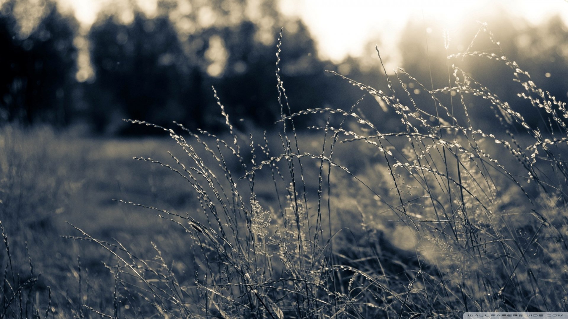 风景,秋意,植物,郊外,儿童桌面专用