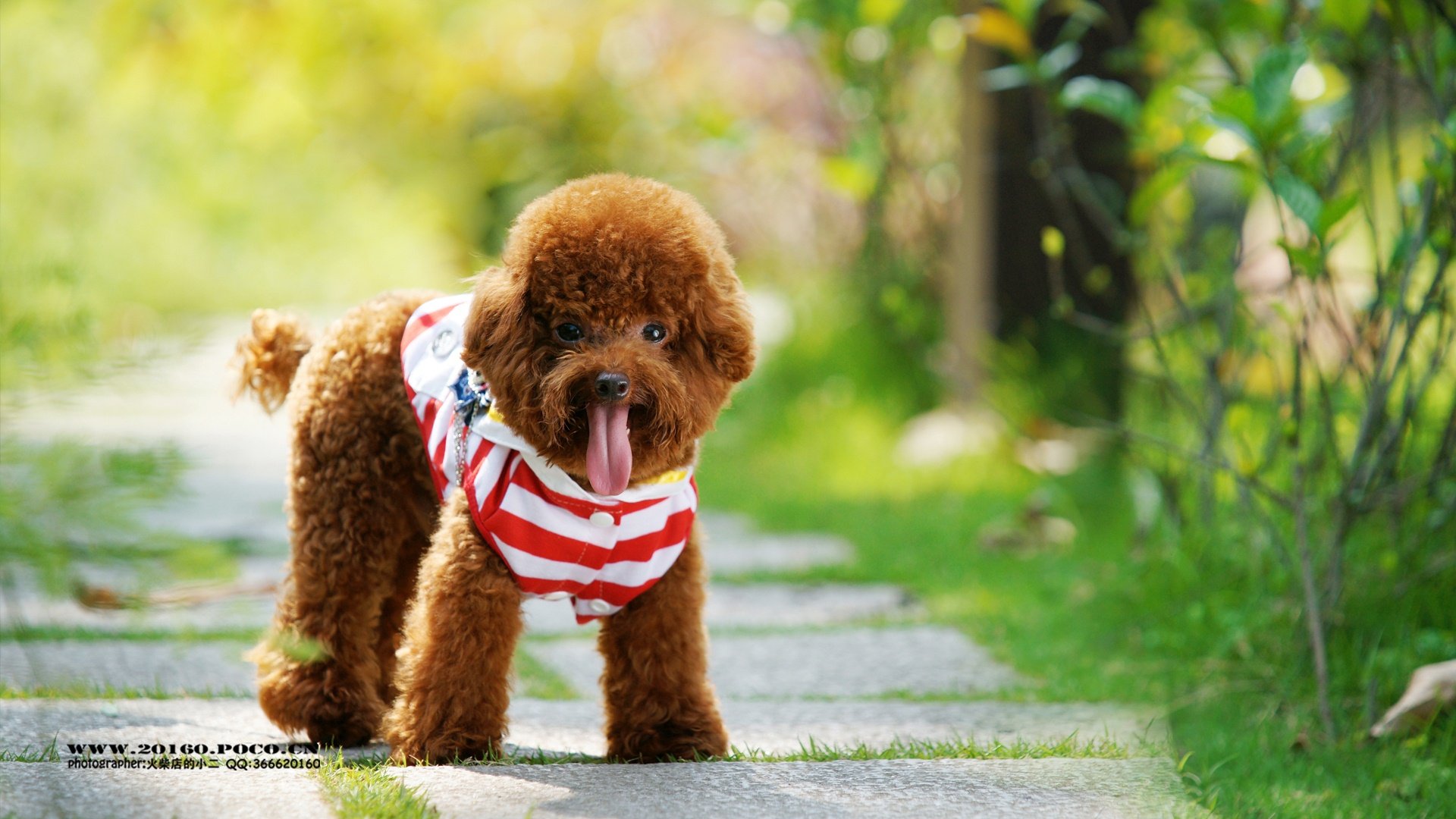 萌宠,泰迪,狗狗,汪星人,火柴摄影,儿童桌面专用