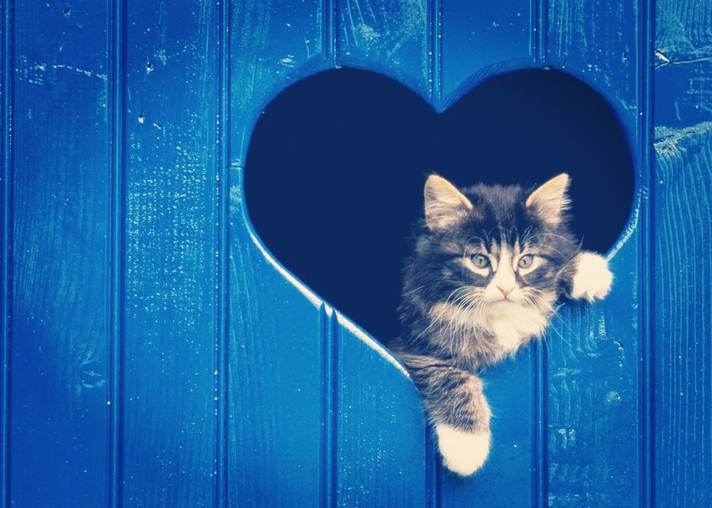 萌宠,喵星人,儿童桌面专用