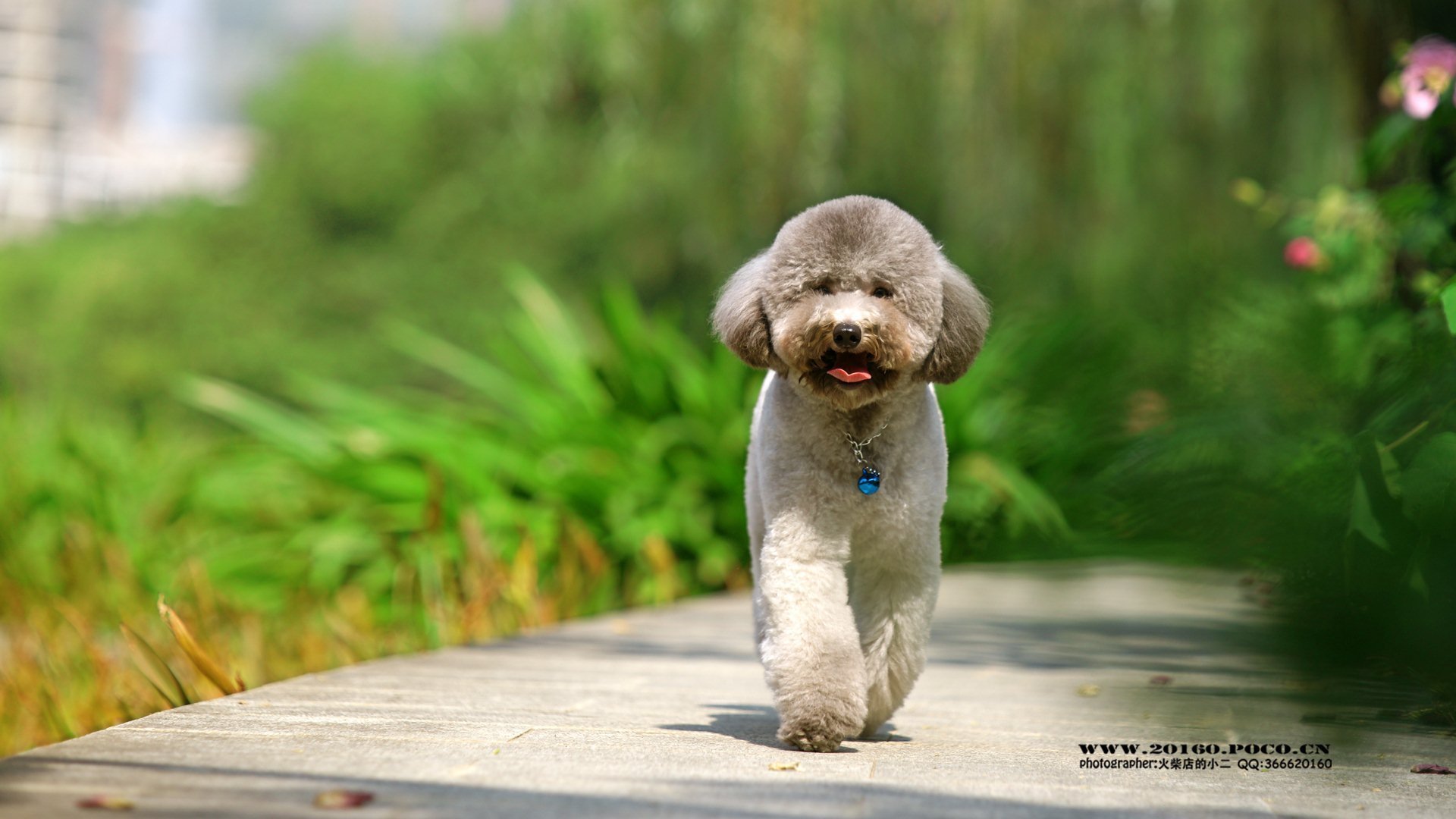 萌宠,动物,可爱,狗,萌,汪星人,泰迪,儿童桌面专用