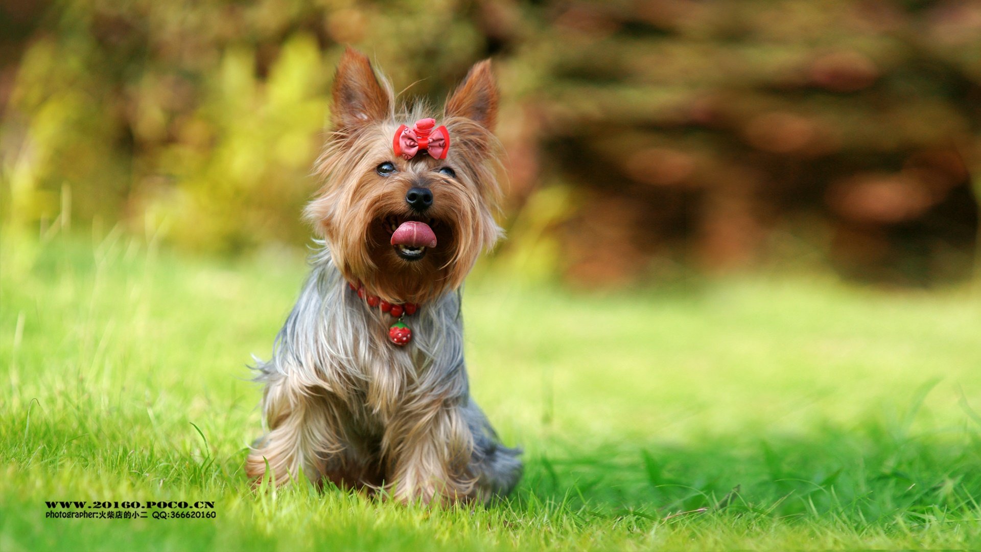 萌宠,泰迪,狗狗,汪星人,火柴摄影,儿童桌面专用