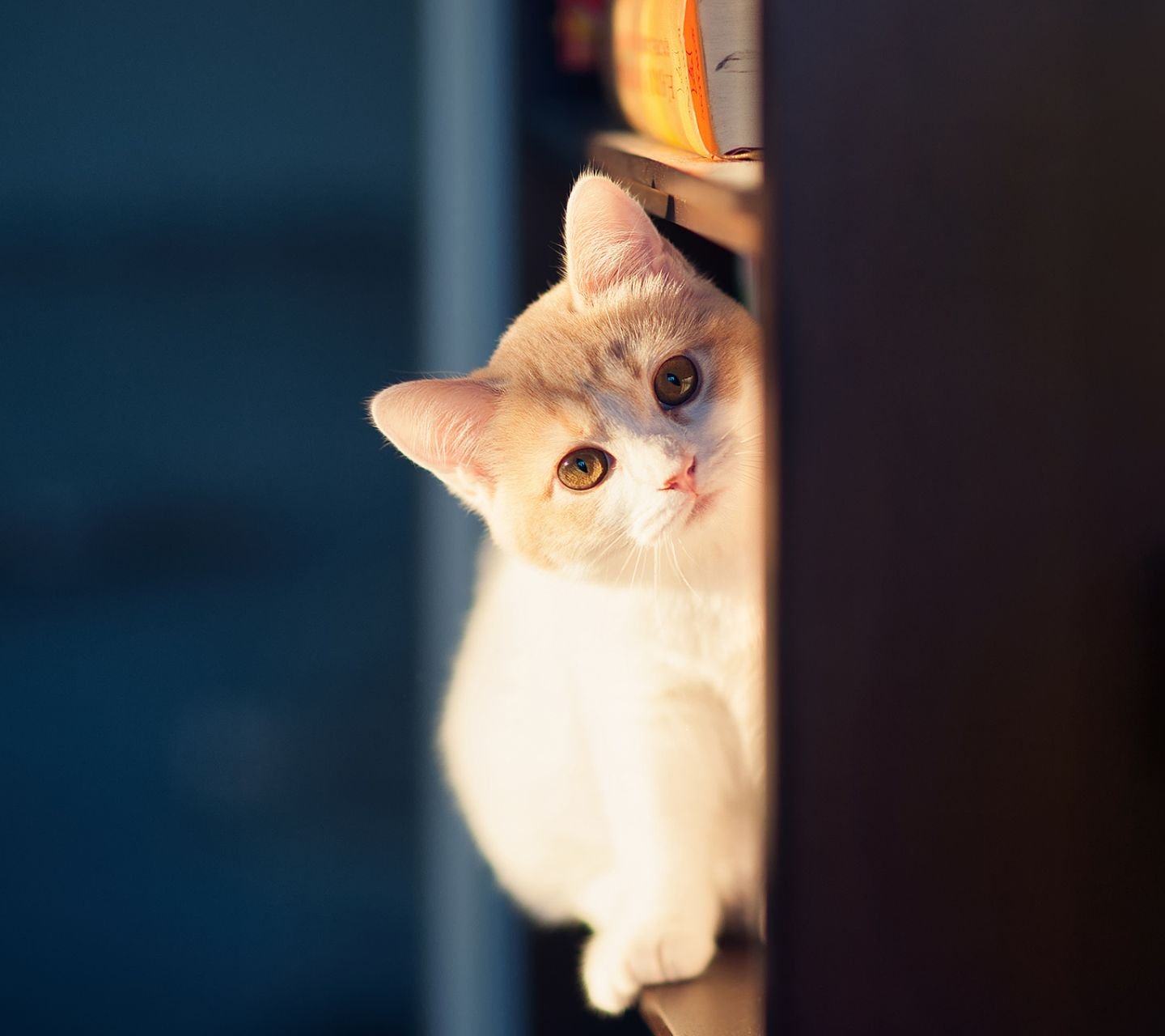 萌宠,喵星人,猫咪,儿童桌面专用