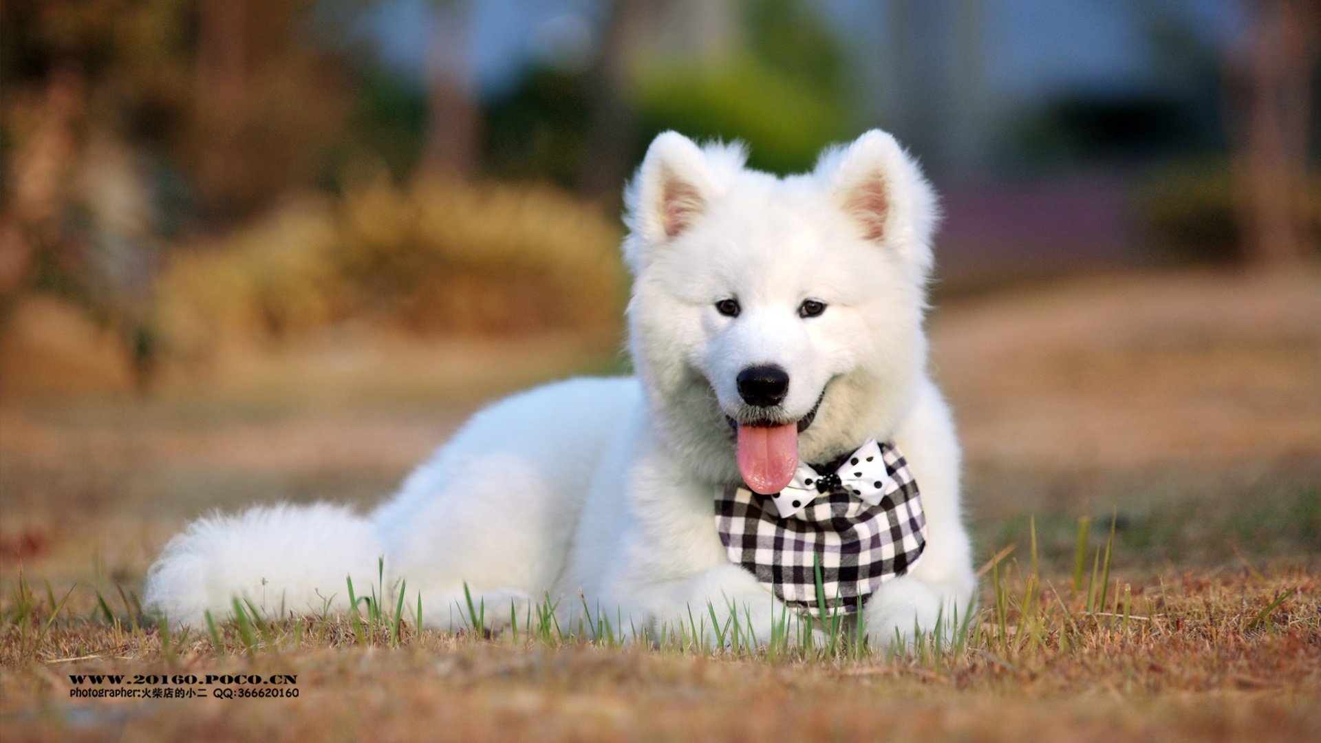 萌宠,汪星人,狗狗,火柴摄影,儿童桌面专用