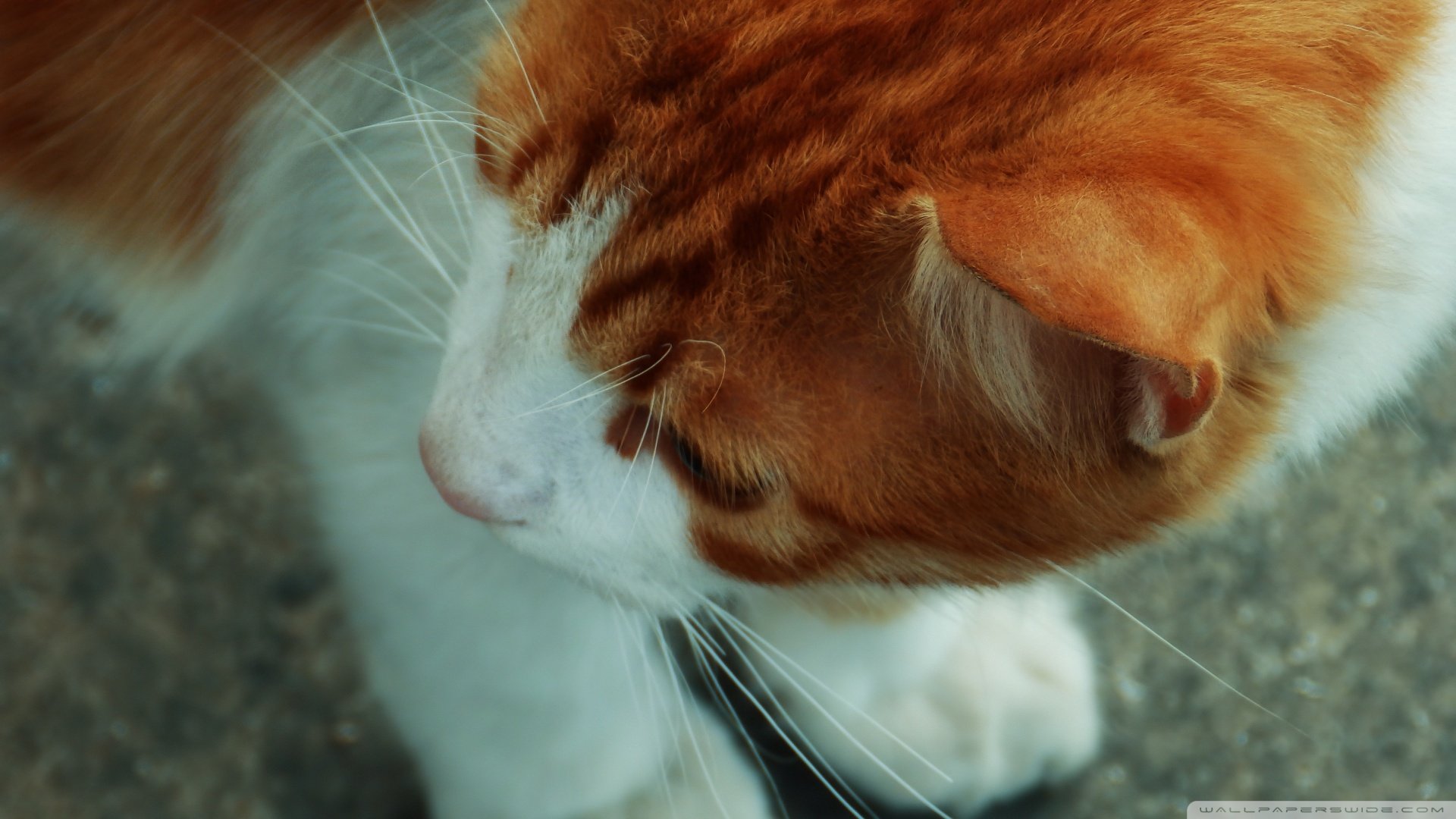 萌宠,喵星人,猫咪,火柴摄影,儿童桌面专用