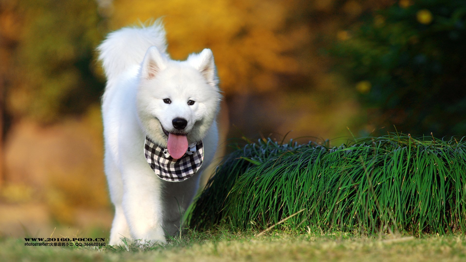 萌宠,动物,可爱,猫,萌,汪星人,萨摩,儿童桌面专用