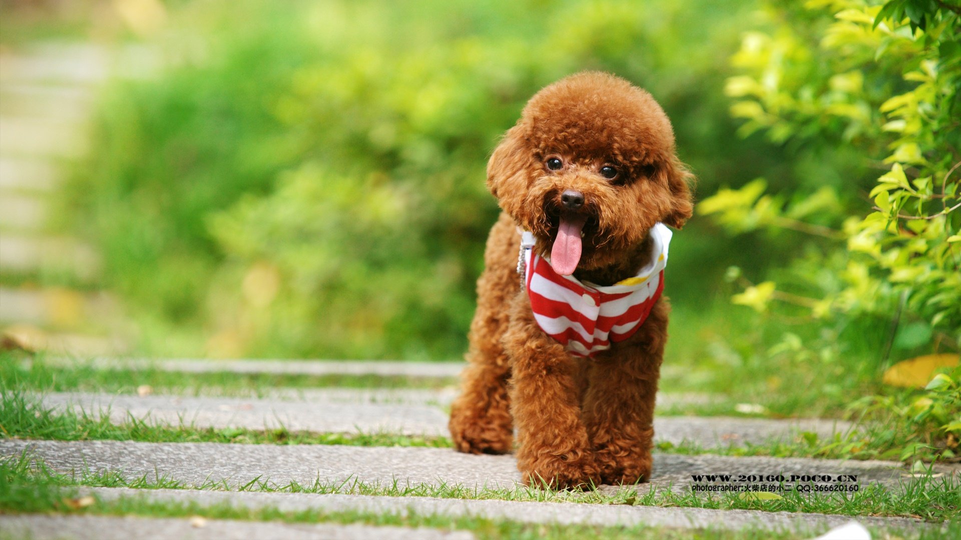萌宠,泰迪,狗狗,汪星人,火柴摄影,儿童桌面专用