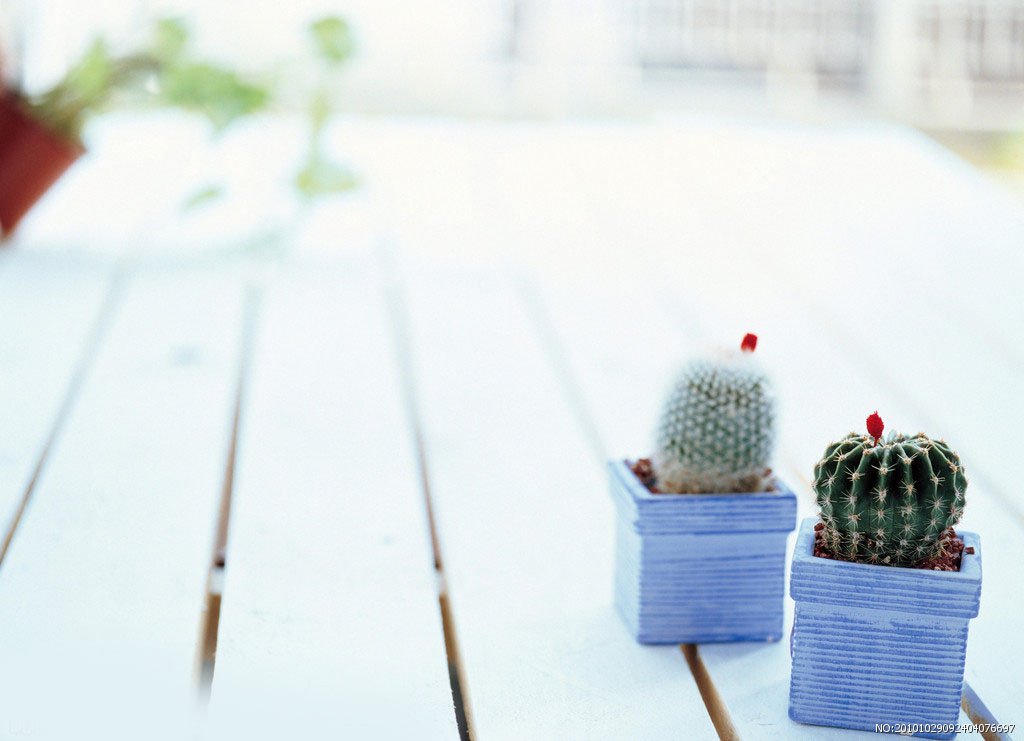 小清新,仙人球,植物,阳光,儿童桌面专用
