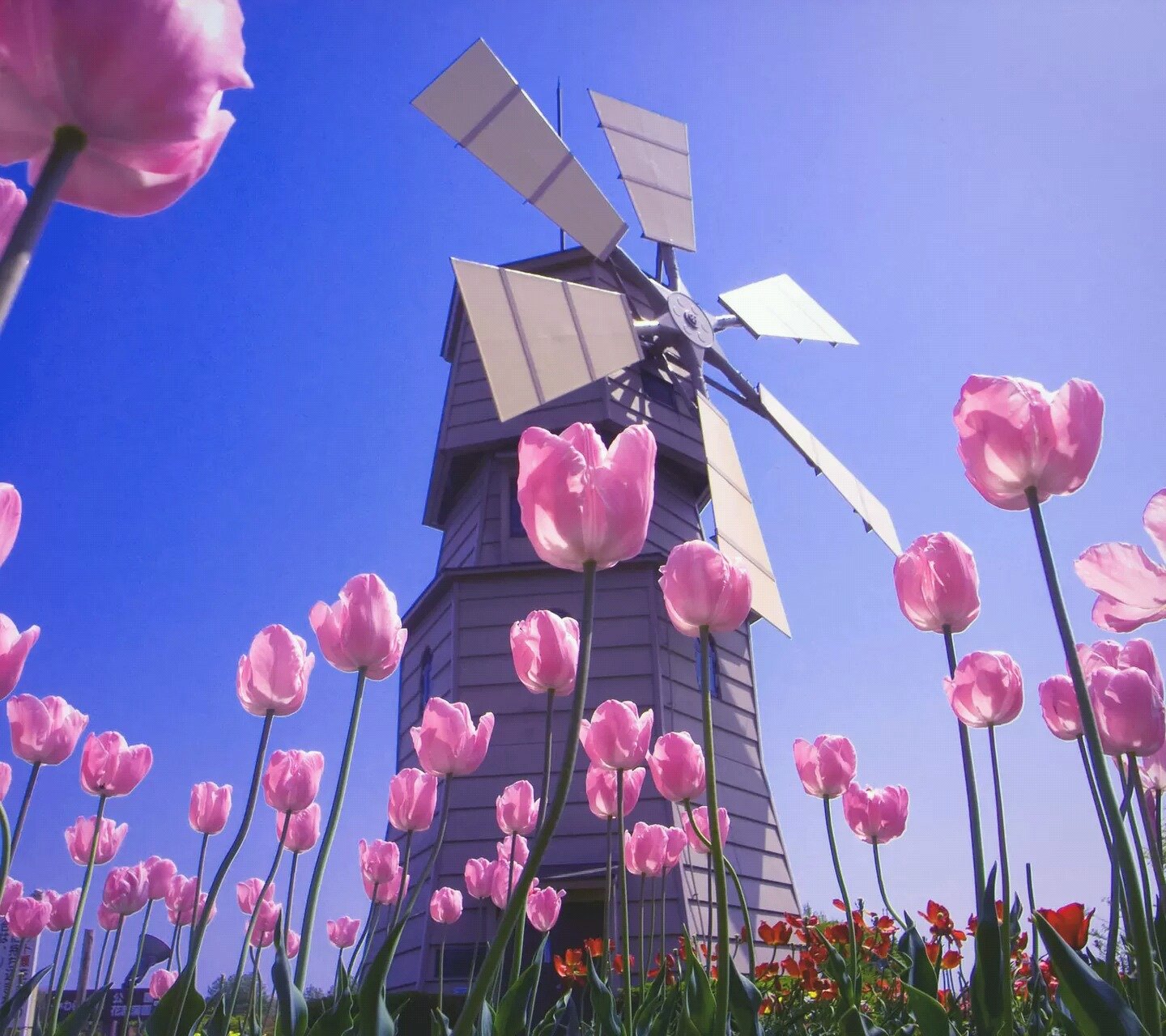 小清新,鲜花,风车,名胜,旅游胜地,蓝天,郊外,儿童桌面专用