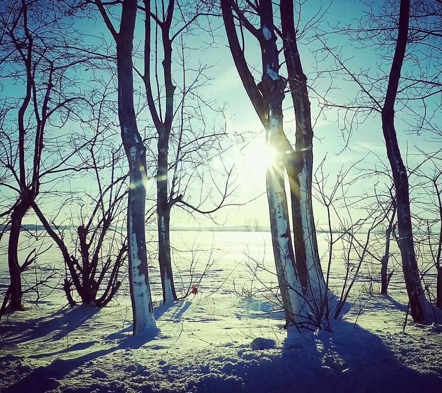 小清新,树林,深秋,秋意,朝阳,阳光,清晨