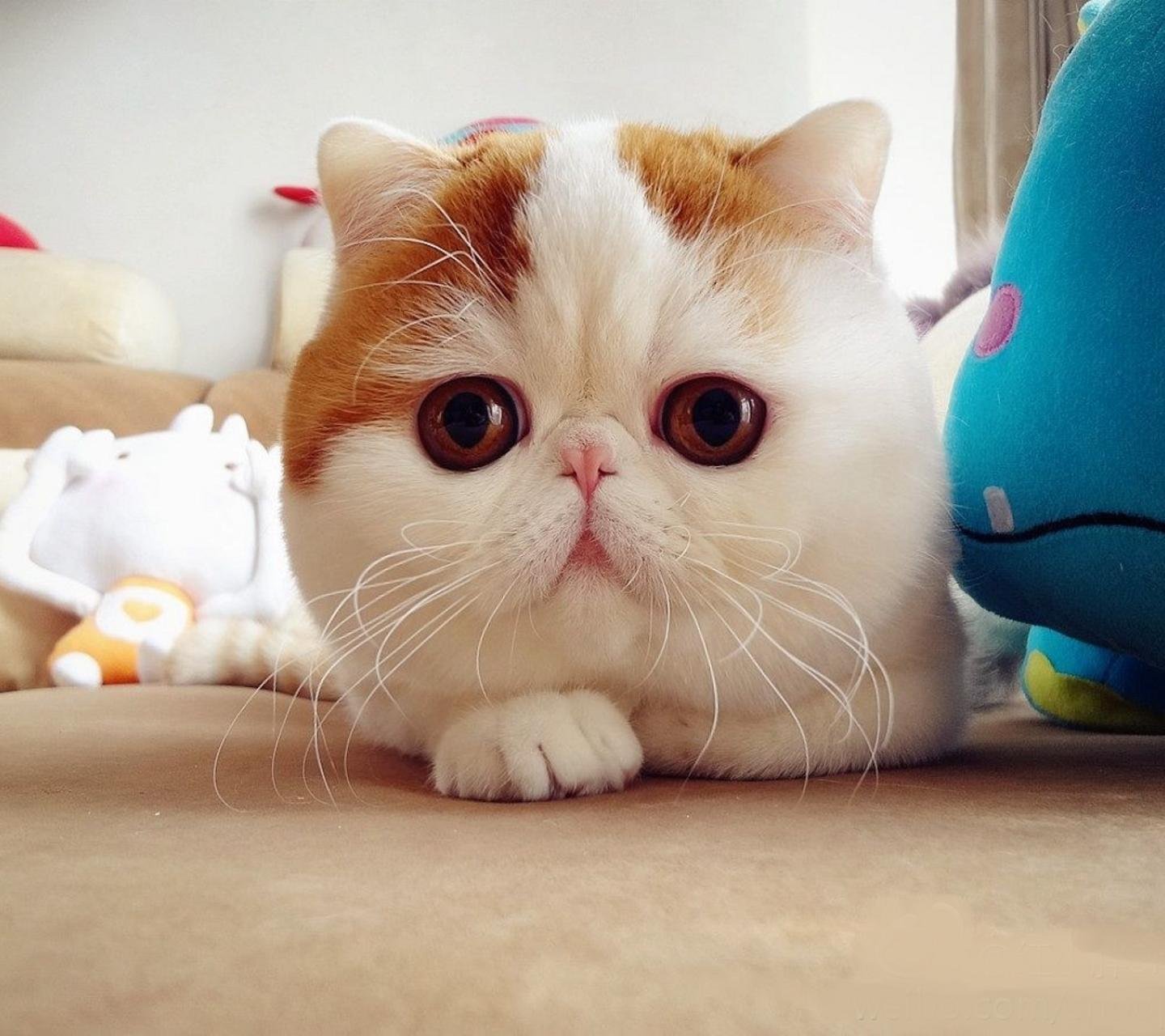 萌宠,卖萌,喵星人,可爱猫咪,儿童桌面专用