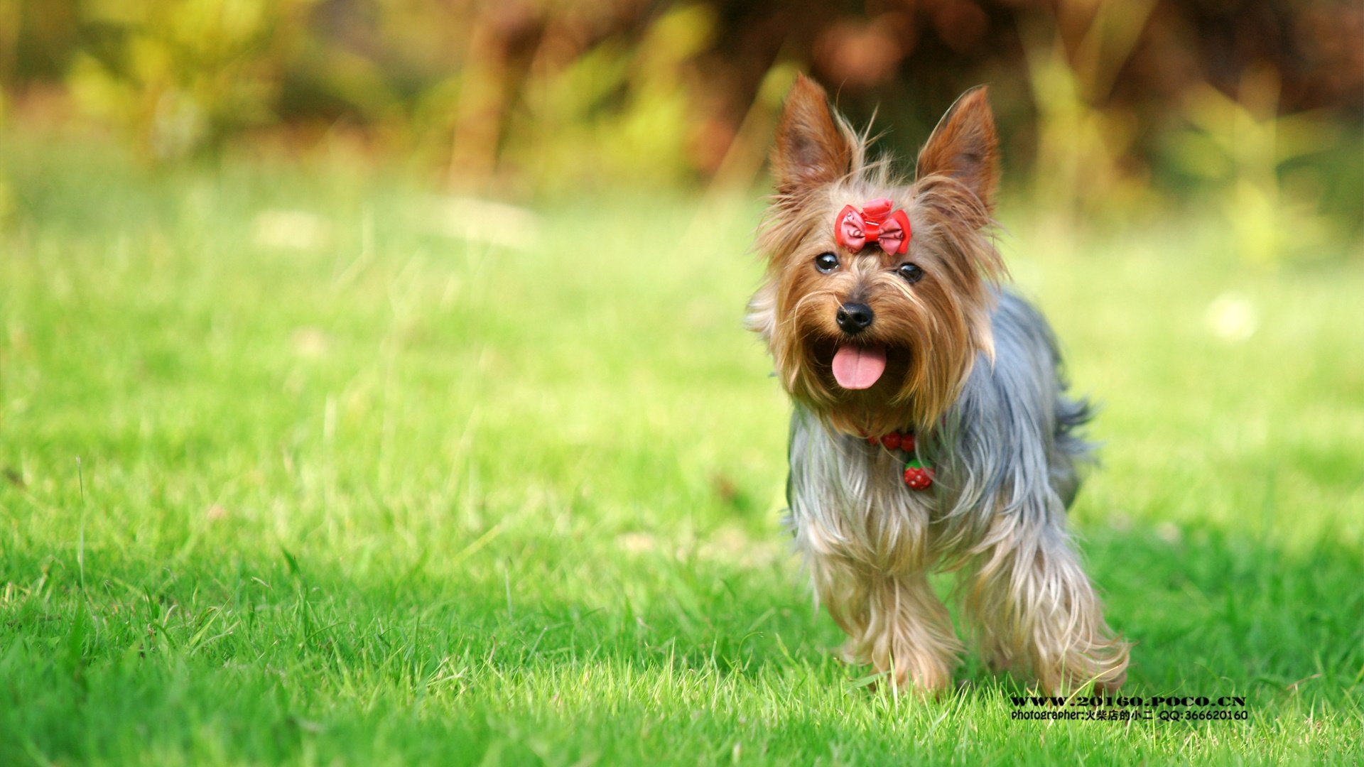 萌宠,泰迪,狗狗,汪星人,火柴摄影,儿童桌面专用