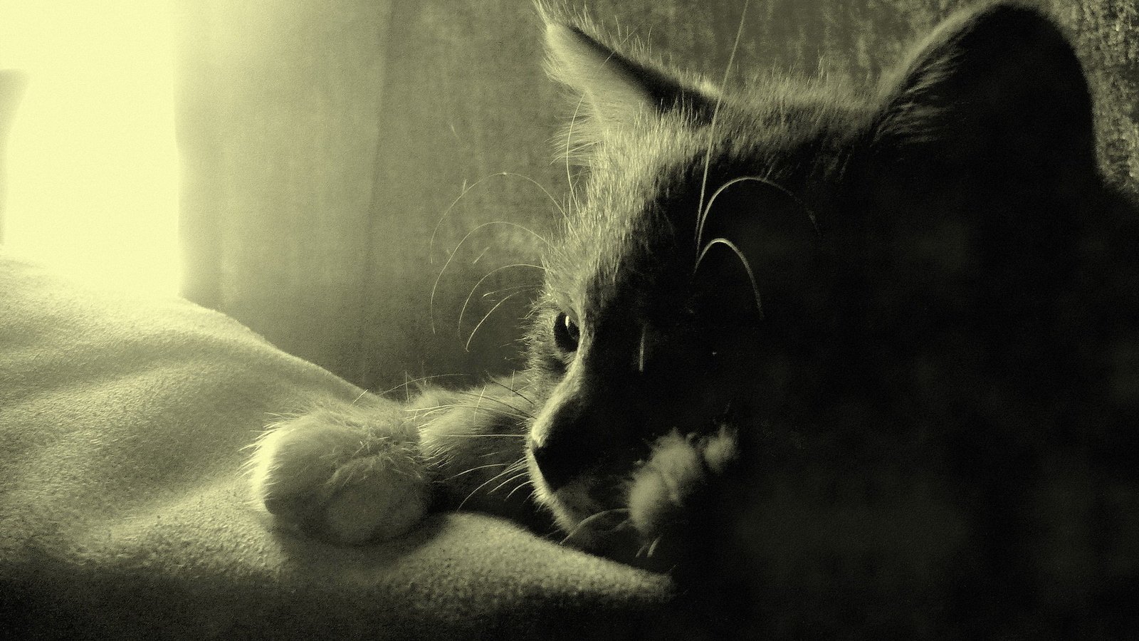 萌宠,喵星人,猫咪,儿童桌面专用