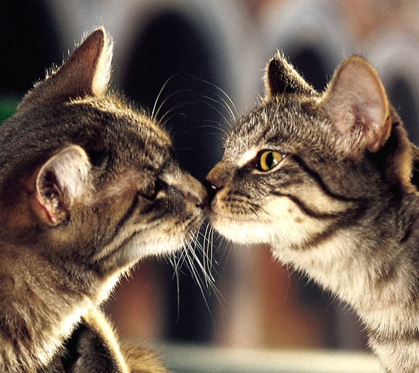 萌宠,喵星人,猫咪,儿童桌面专用