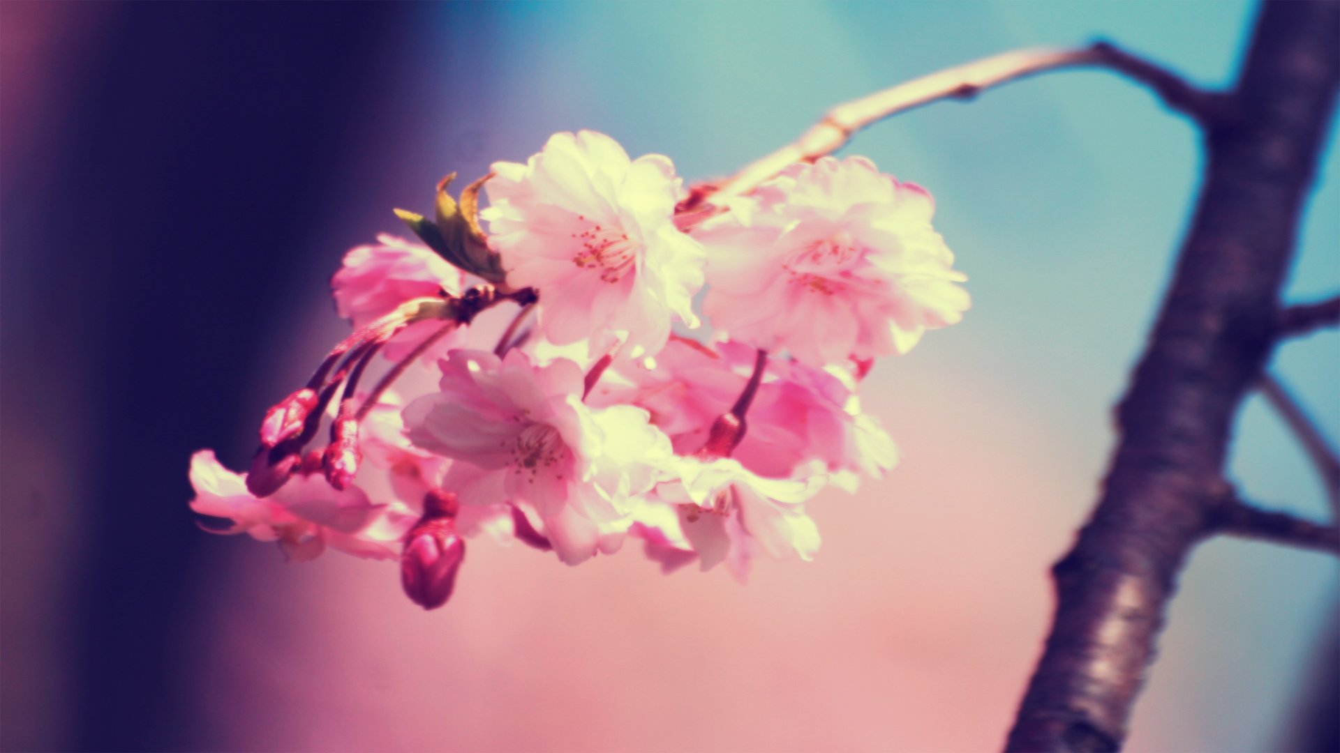 小清新,植物,绽放,花朵,鲜花,儿童桌面专用