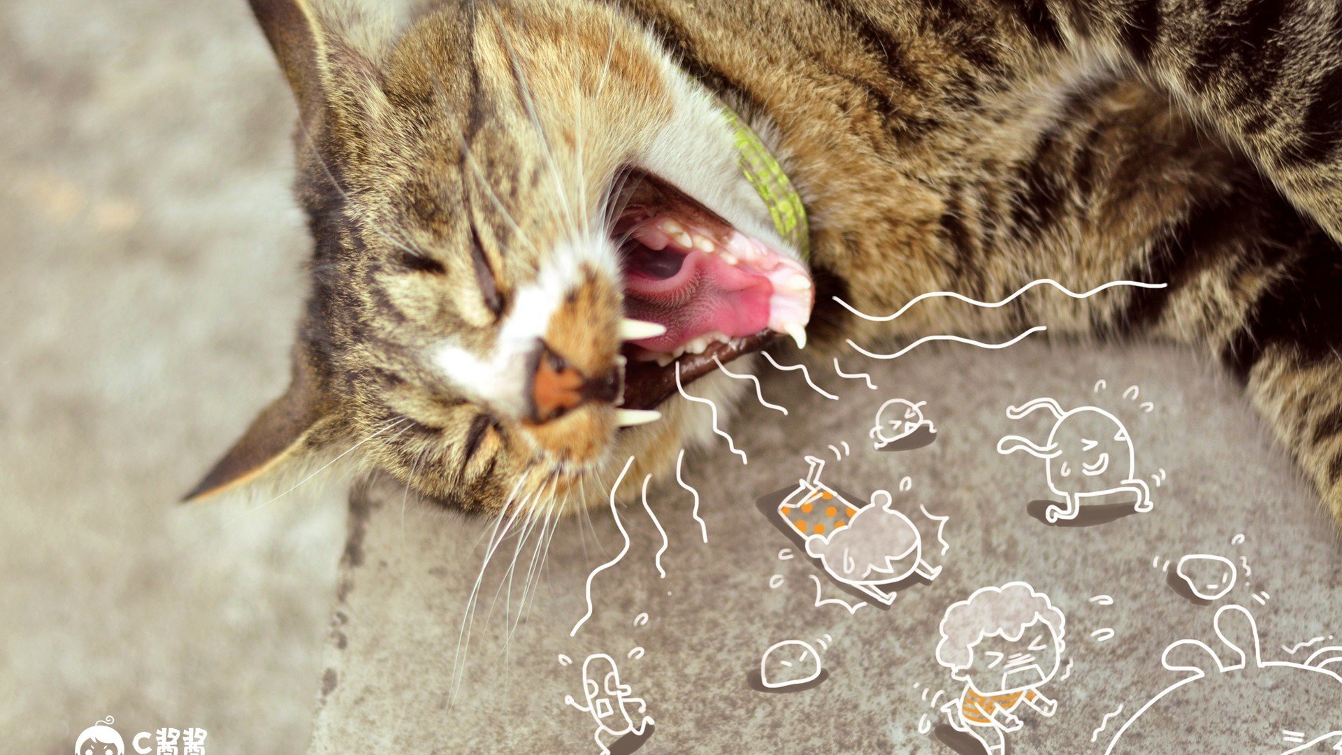 萌宠,动物,喵星人,猫咪,猫,手绘,恶搞,可爱,萌物,儿童桌面专用