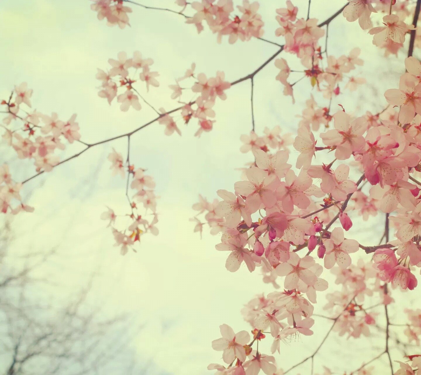 小清新,鲜花,花海,蓝天,郊外,踏青,儿童桌面专用