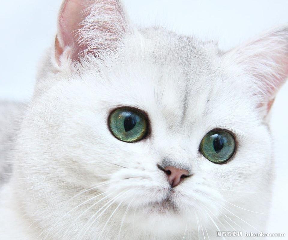 萌宠,喵星人,猫咪,儿童桌面专用