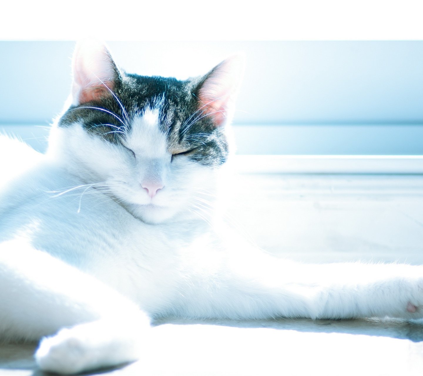 萌宠,喵星人,猫咪,儿童桌面专用