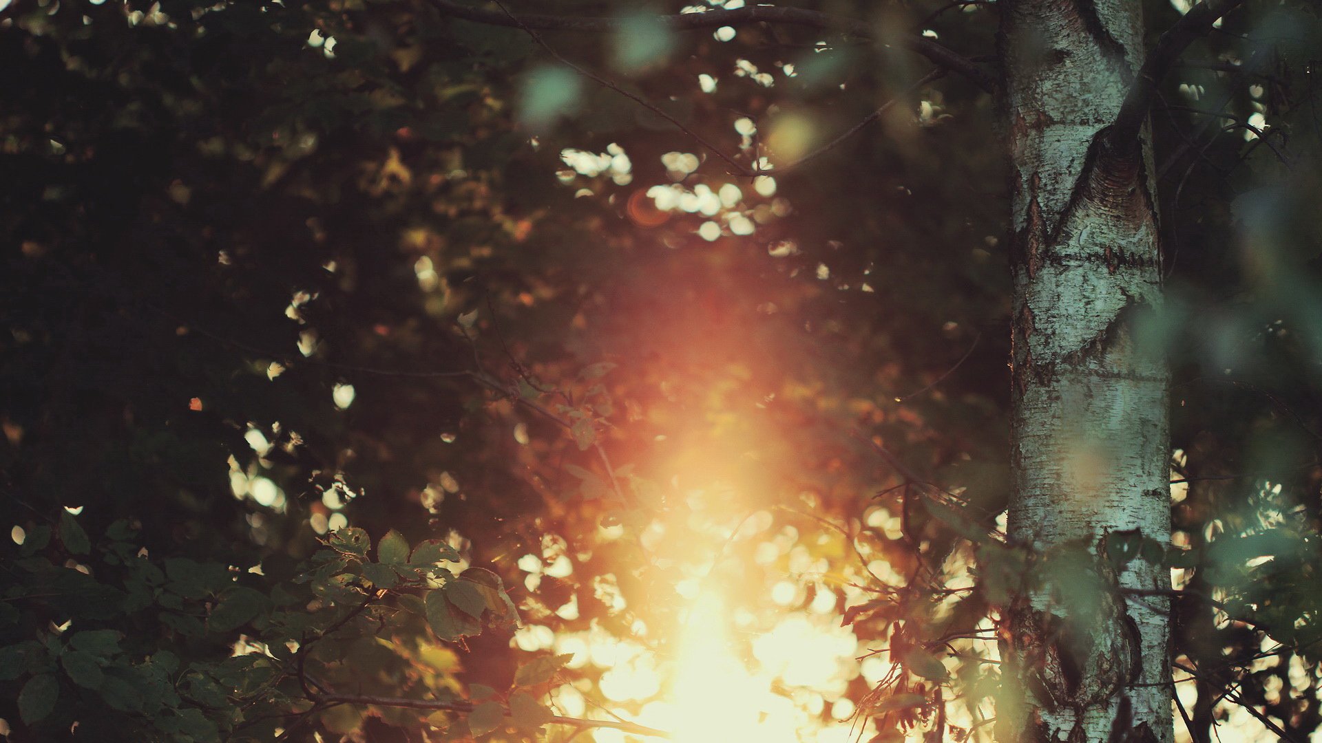 小清新,光线,阳光,树叶,温暖,温馨