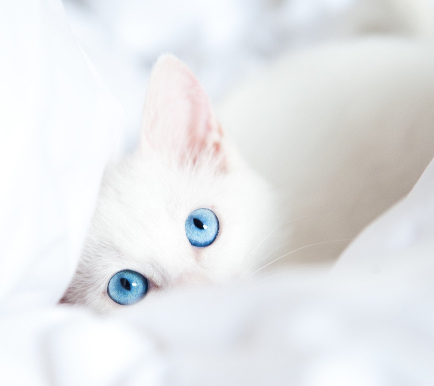 萌宠,喵星人,猫咪,儿童桌面专用