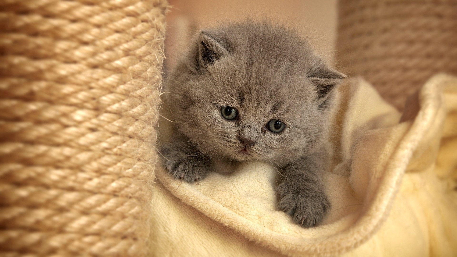 萌宠,喵星人,儿童桌面专用