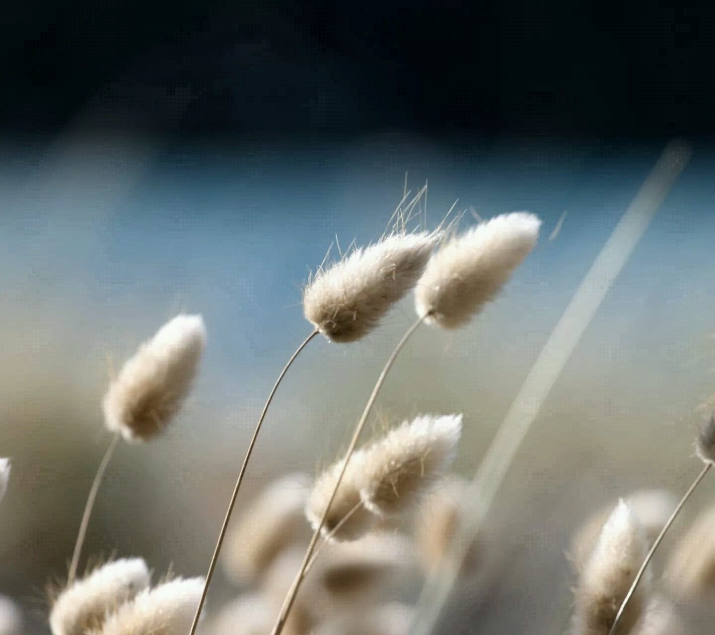 小清新,野草,清新,郊外