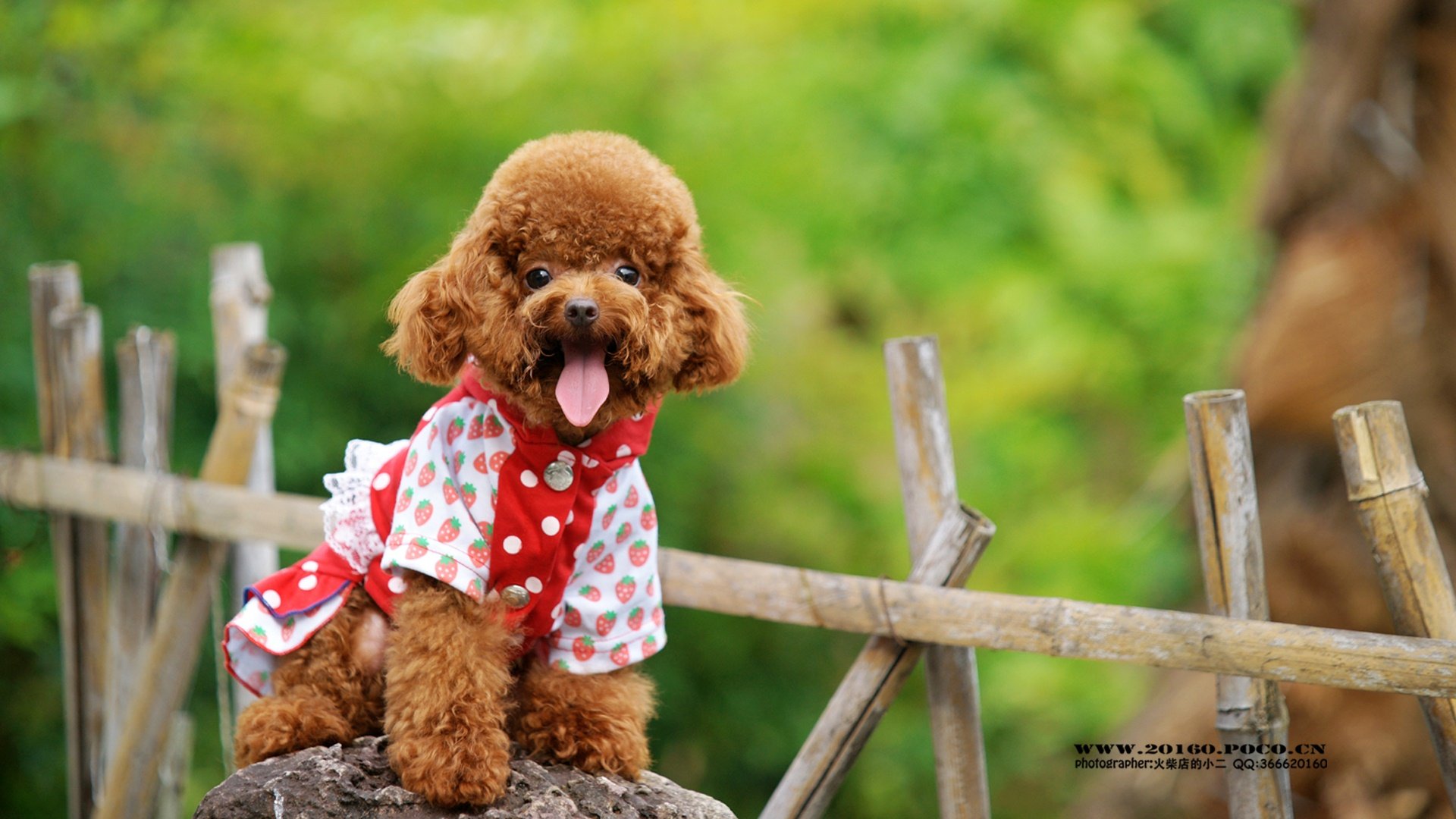 萌宠,泰迪,狗狗,汪星人,火柴摄影,儿童桌面专用