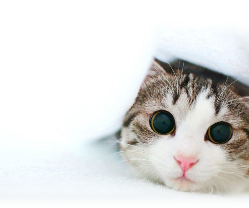 萌宠,喵星人,儿童桌面专用