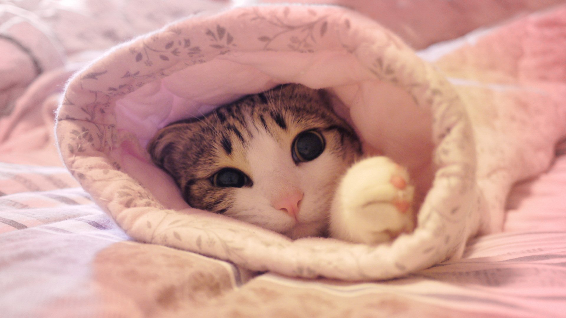 萌宠,动物,可爱,猫,萌,喵星人,儿童桌面专用