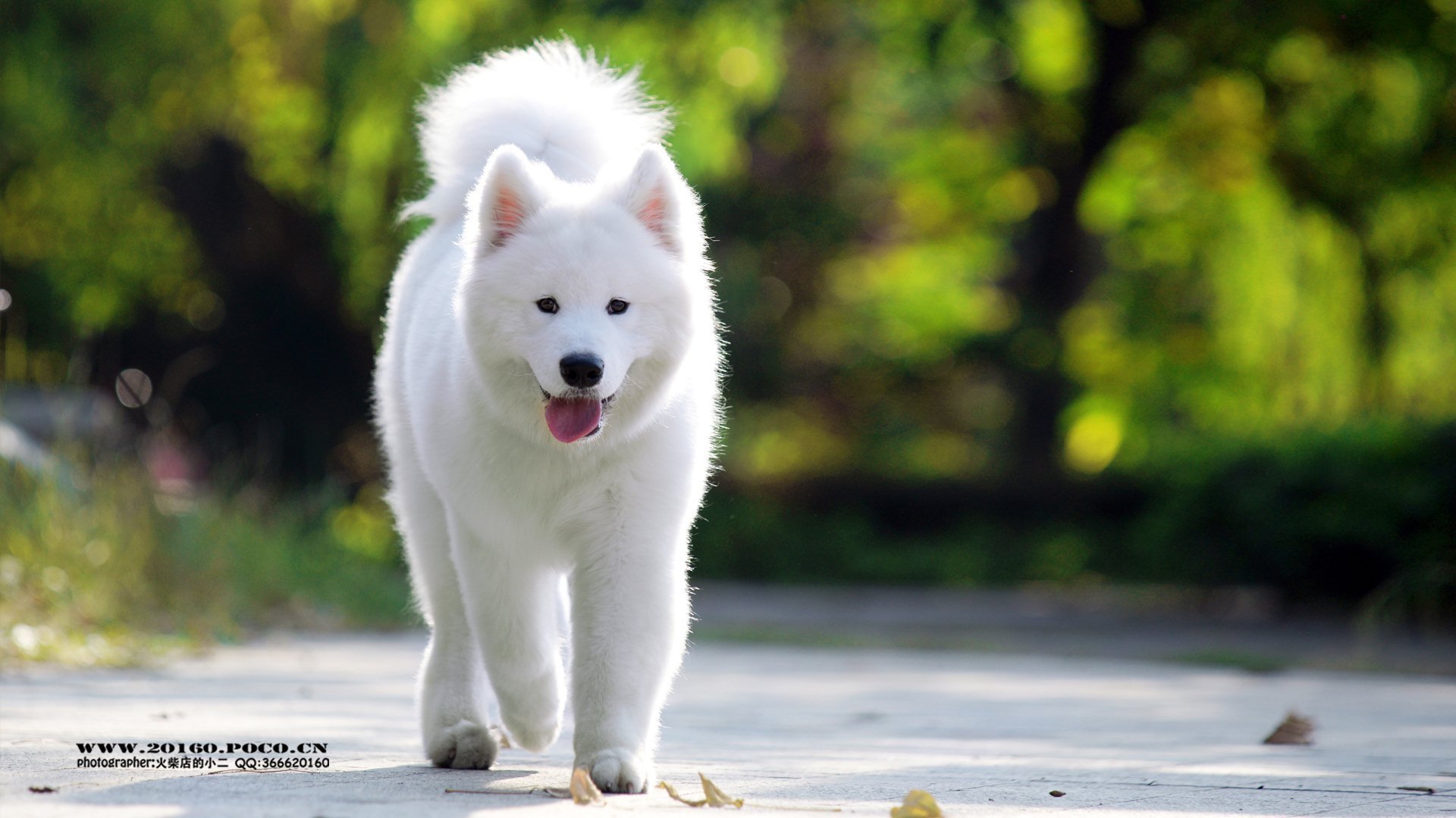 萌宠,动物,可爱,猫,萌,汪星人,萨摩,儿童桌面专用
