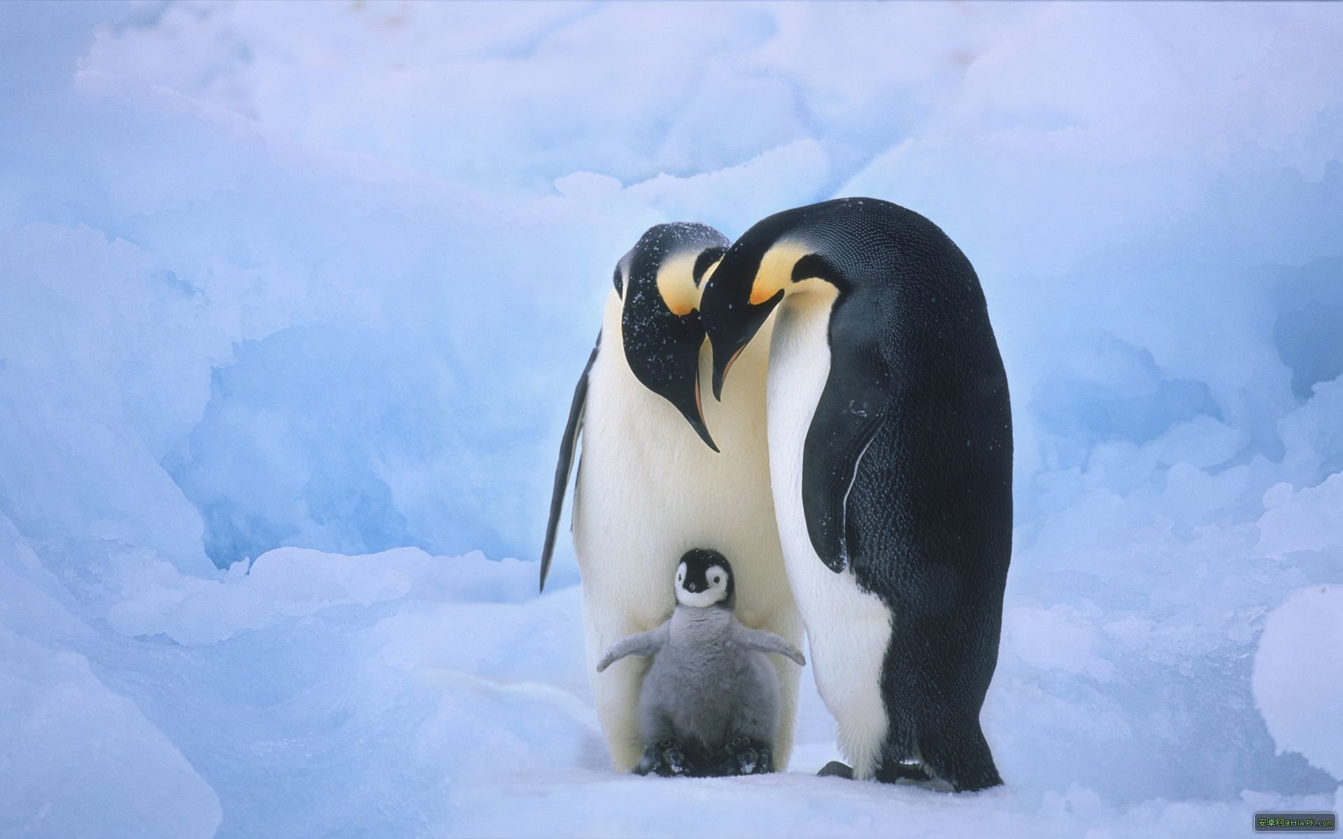 萌宠,企鹅,儿童桌面专用