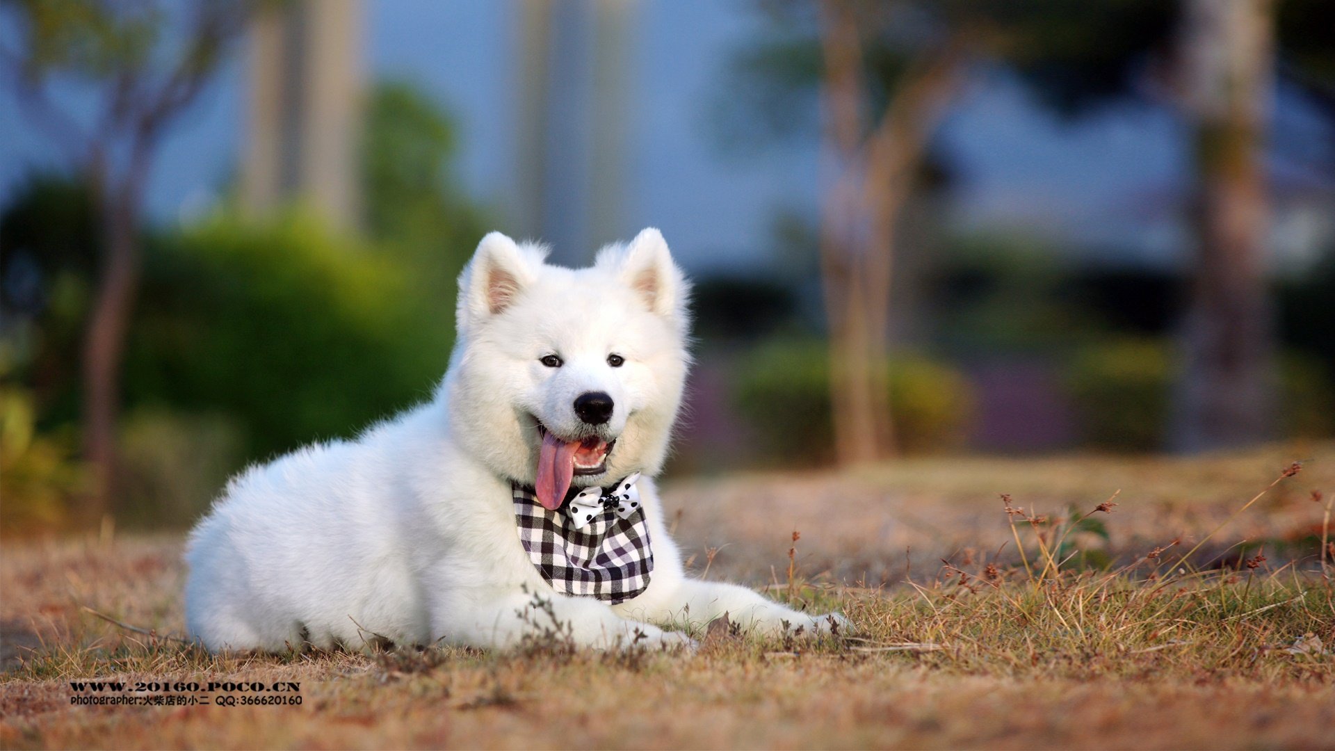 萌宠,汪星人,狗狗,火柴摄影,儿童桌面专用