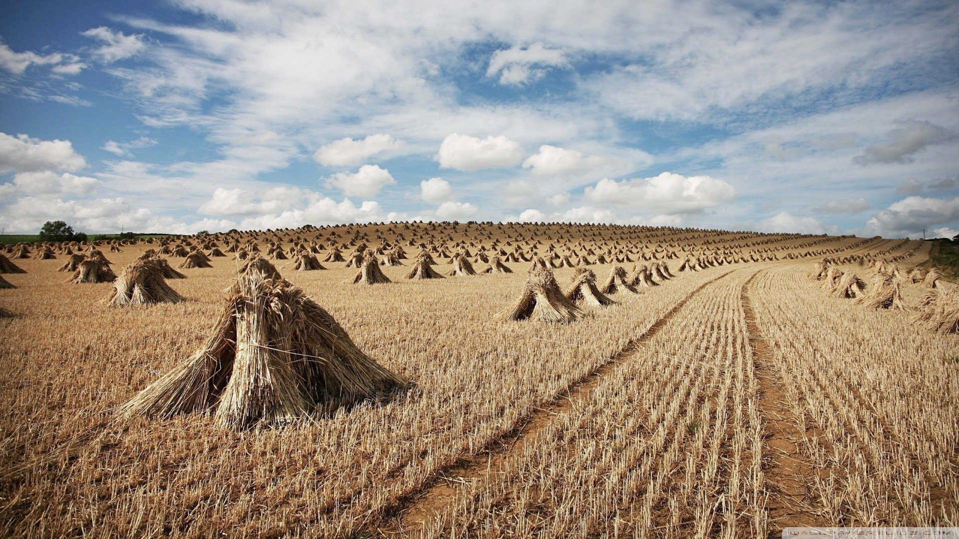 风景,秋意,收获,麦田,麦穗,儿童桌面专用
