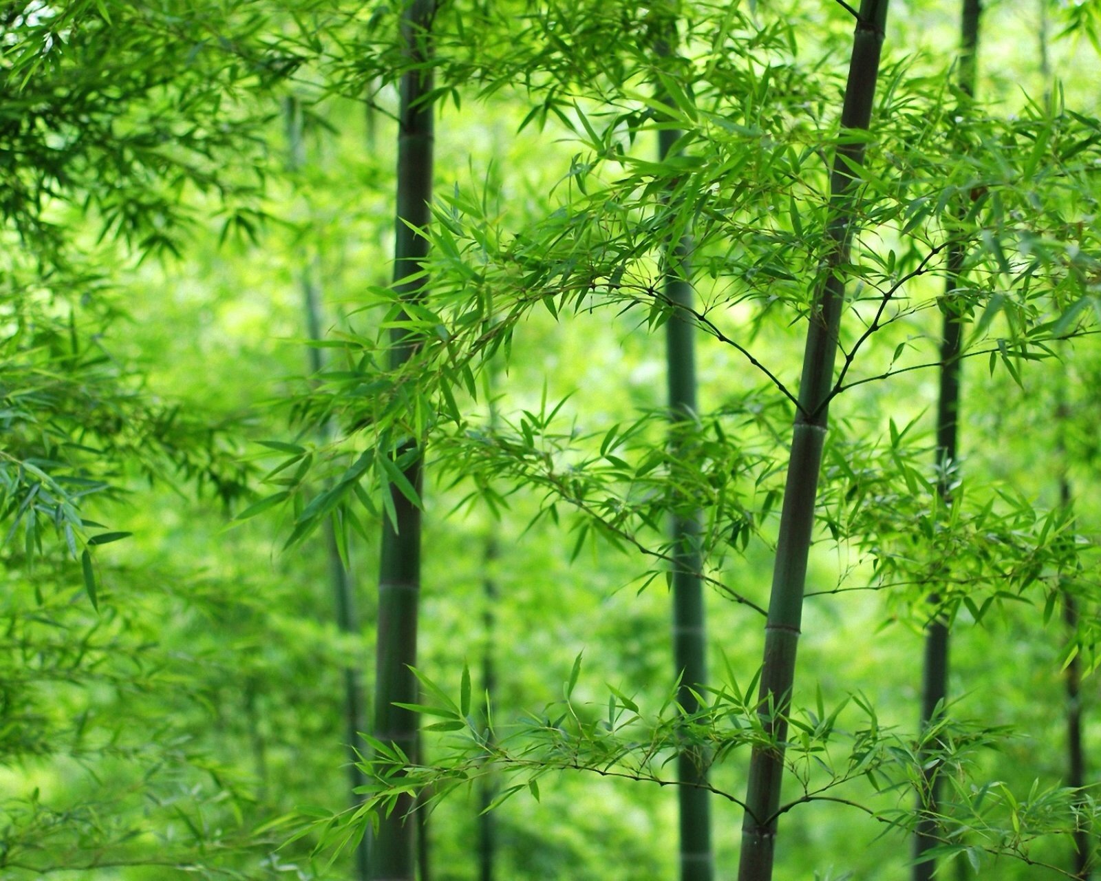 风景,儿童桌面专用