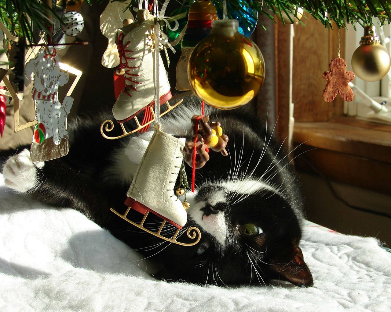 萌宠,儿童桌面专用