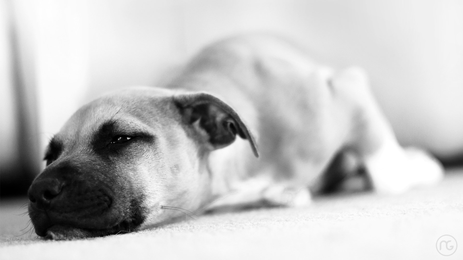 萌宠,宠物,动物,儿童桌面专用