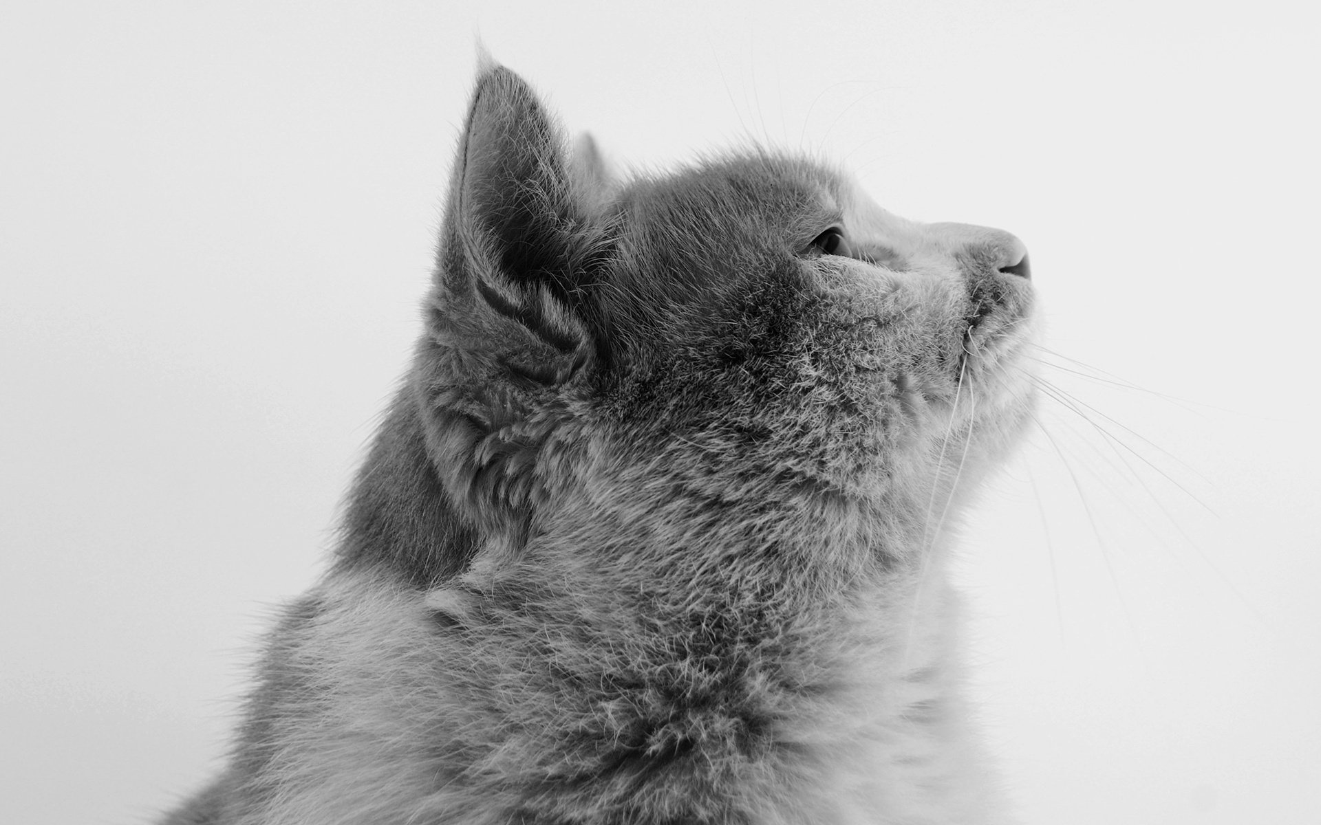 萌宠,动物,喵星人,猫,猫咪专辑,@一双铁筷,儿童桌面专用