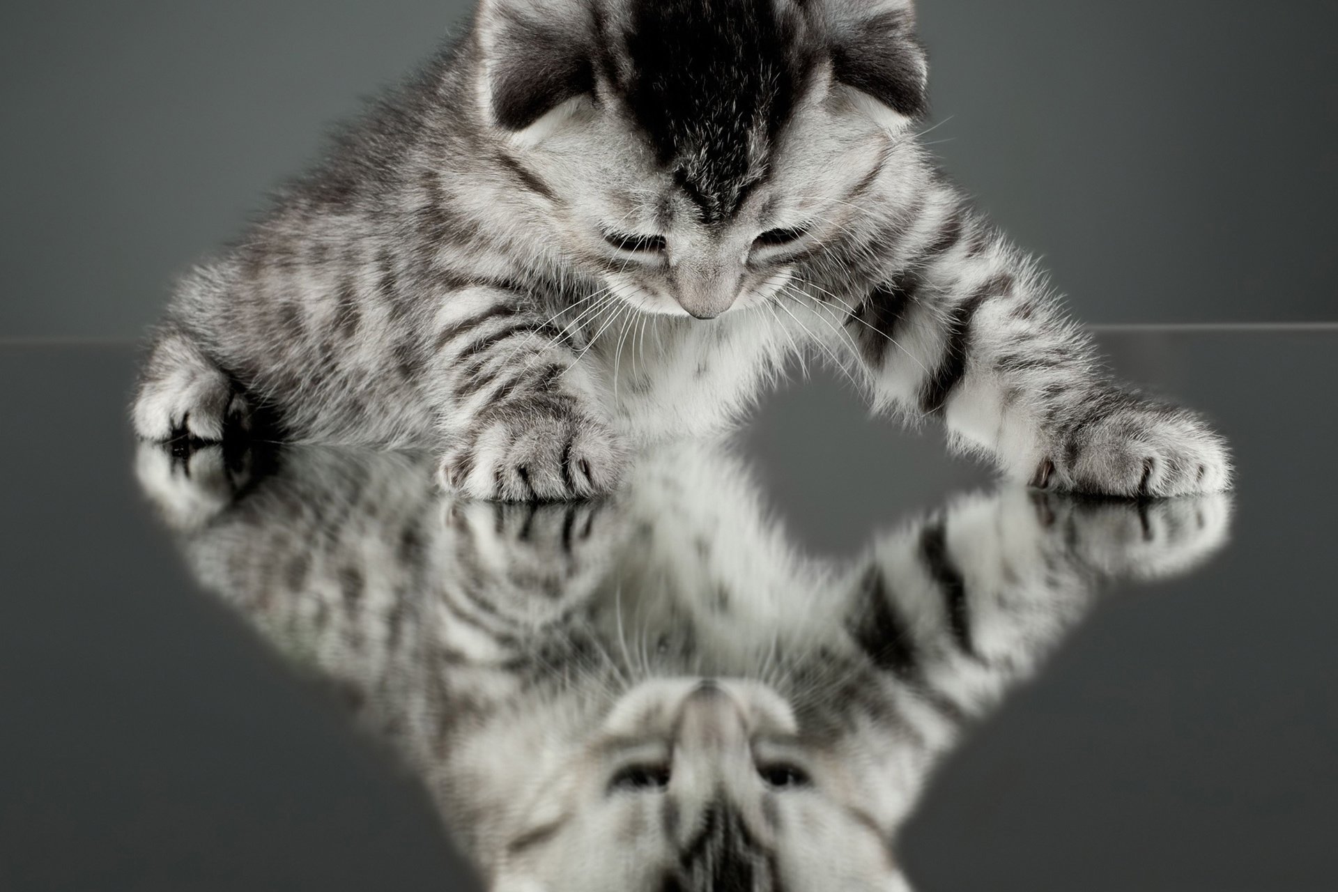 萌宠,宠物,动物,儿童桌面专用