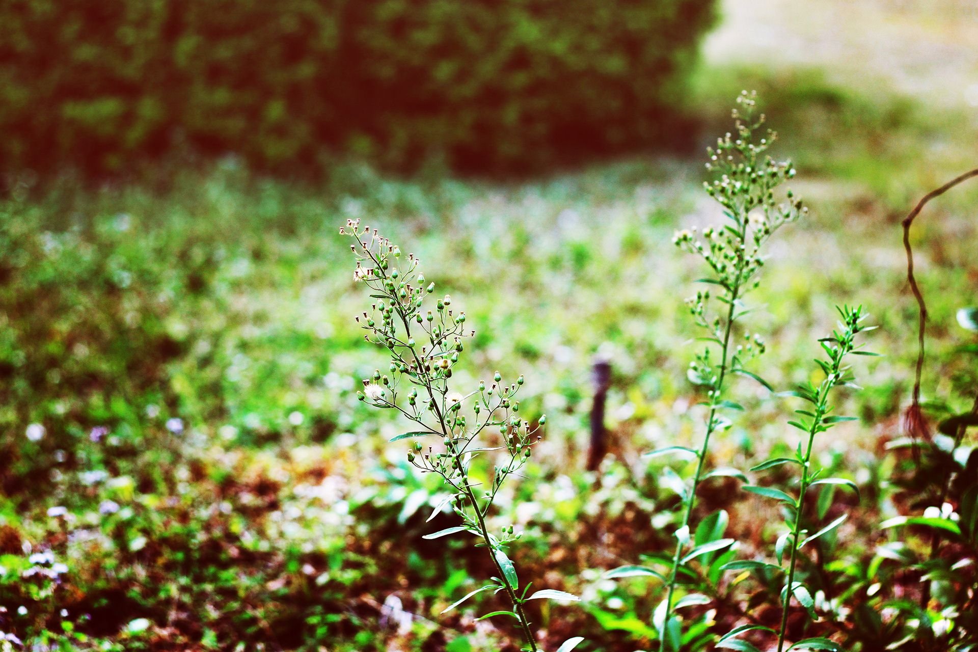斑驳,风景,怀旧,严宝平,YBP摄影,儿童桌面专用