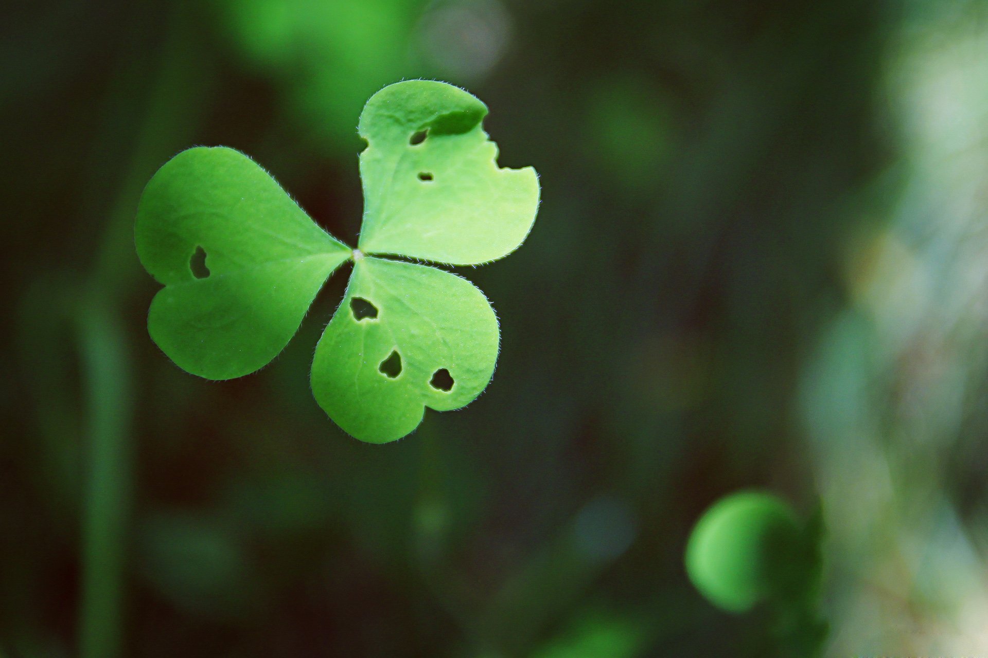 小清新,儿童桌面专用