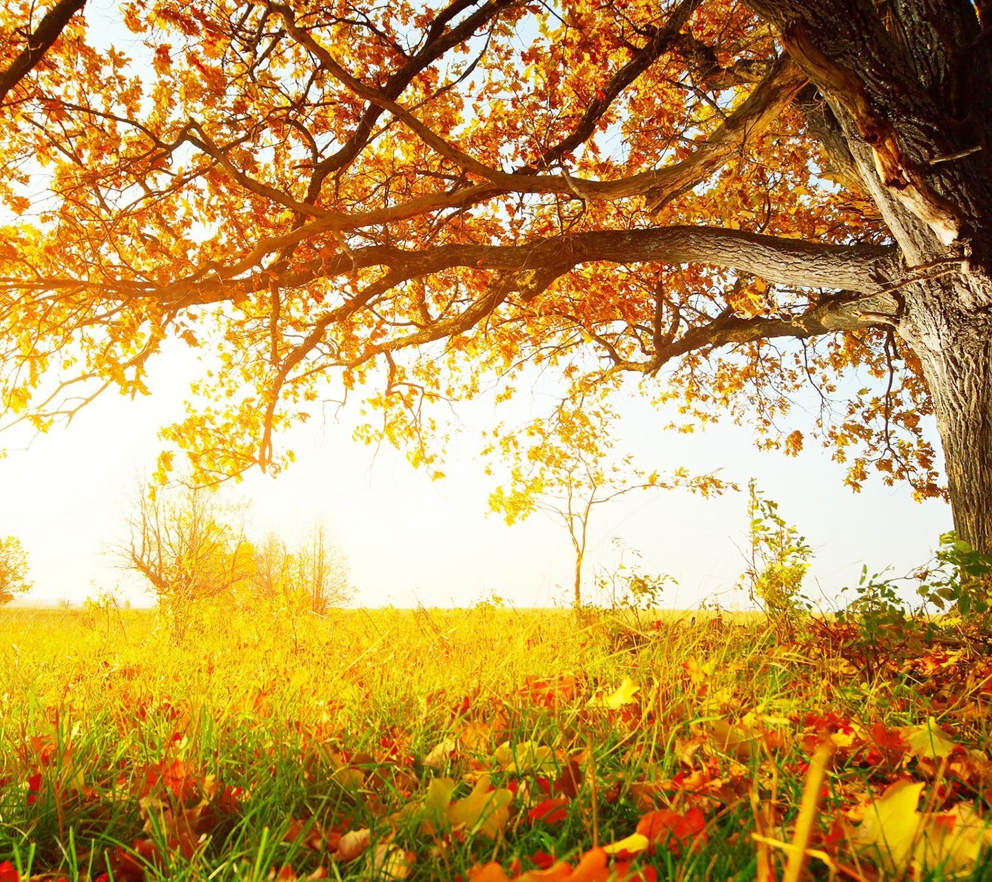 风景,儿童桌面专用