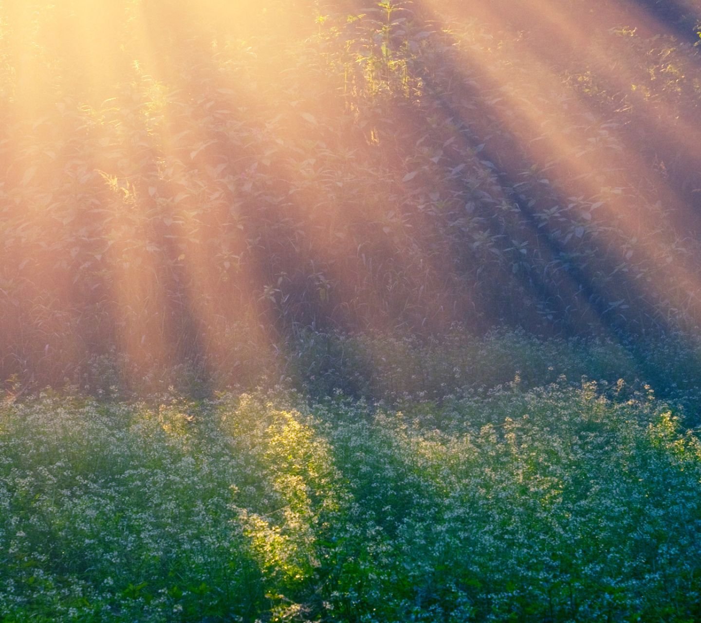 风景,儿童桌面专用