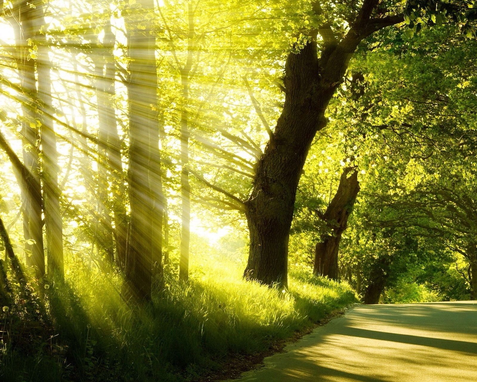 风景,儿童桌面专用